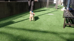 ドッグランを走るトイプードル02