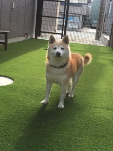 ドッグランで散歩する犬03
