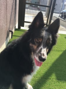 ドッグランで散歩する犬01