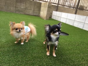 ドッグランで散歩する犬02