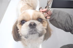 シーズー犬