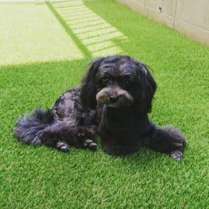 トリミング後の犬