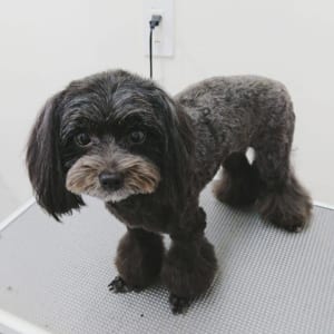 トリミング前の犬02
