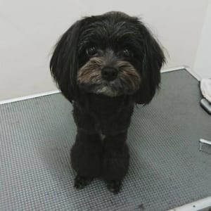 トリミング前の犬01
