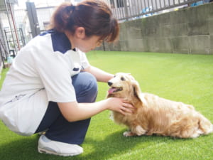動物看護師スタッフと犬