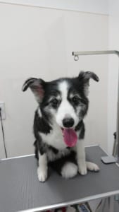 トリミングを受けた犬02