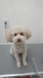 トリミングを受けた犬04