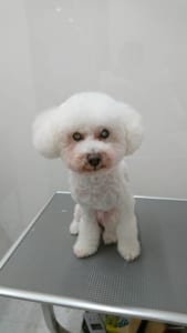 トリミングを受けた犬05