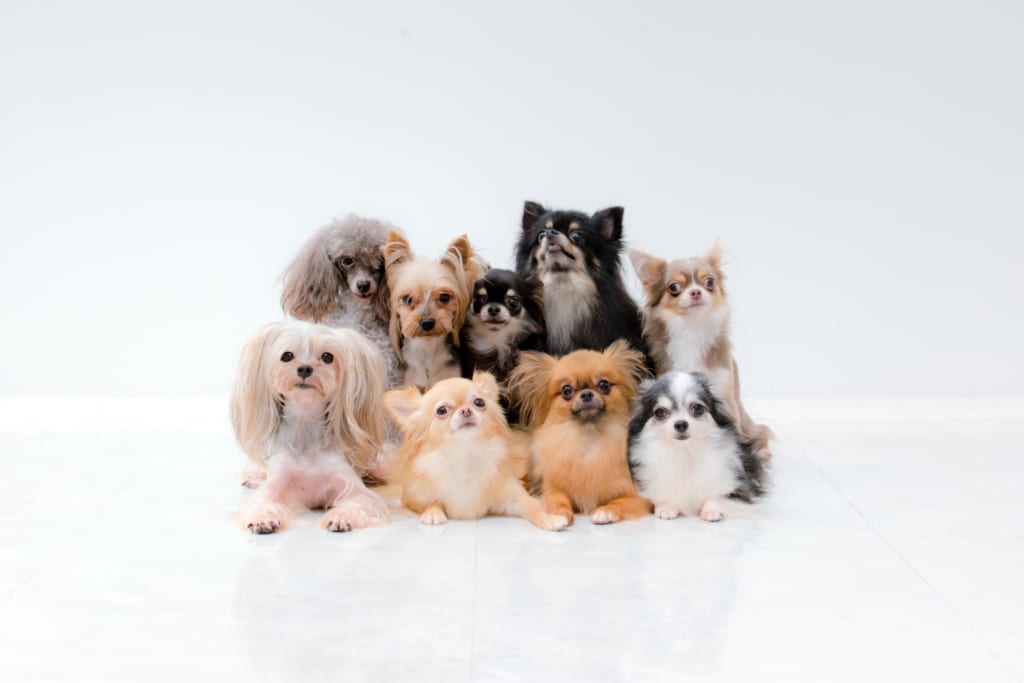 9匹の犬