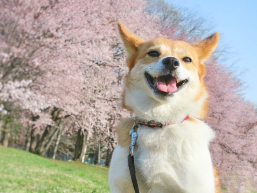 お花見をしている犬
