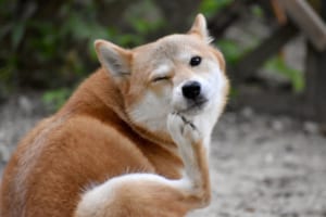 顔を掻いている犬