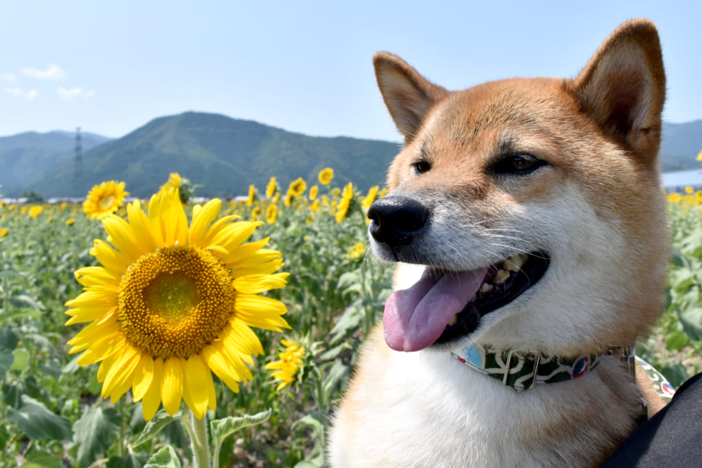柴犬とひまわり