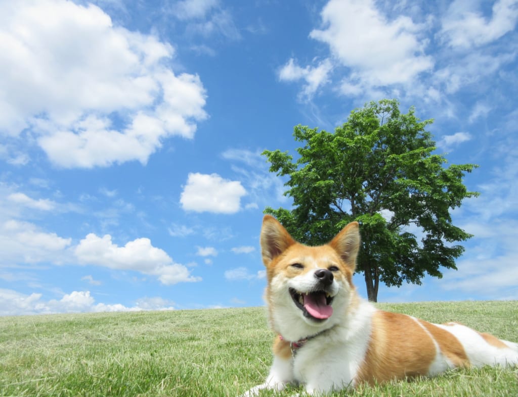 芝生と柴犬