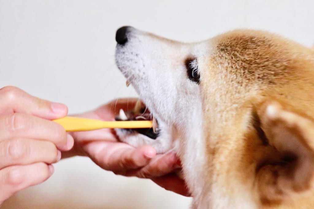歯を磨いている柴犬