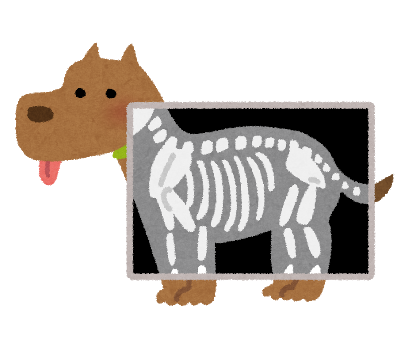 犬のレントゲン撮影