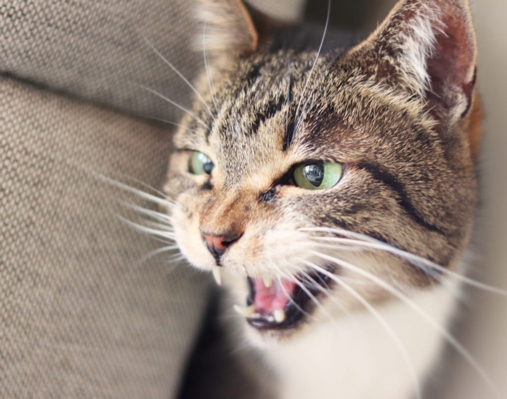 威嚇している猫