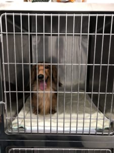 ペットホテル　Sサイズ（小型犬）