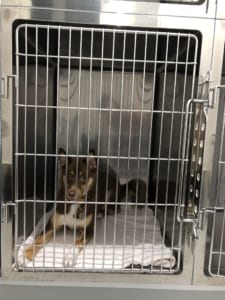 ペットホテル　Sサイズ（中型犬）