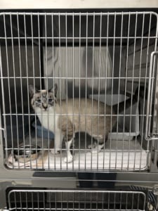 ペットホテル　Sサイズ（猫）