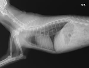 正常な犬のレントゲン写真02