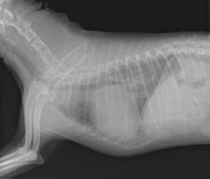 心臓病の犬のレントゲン写真02
