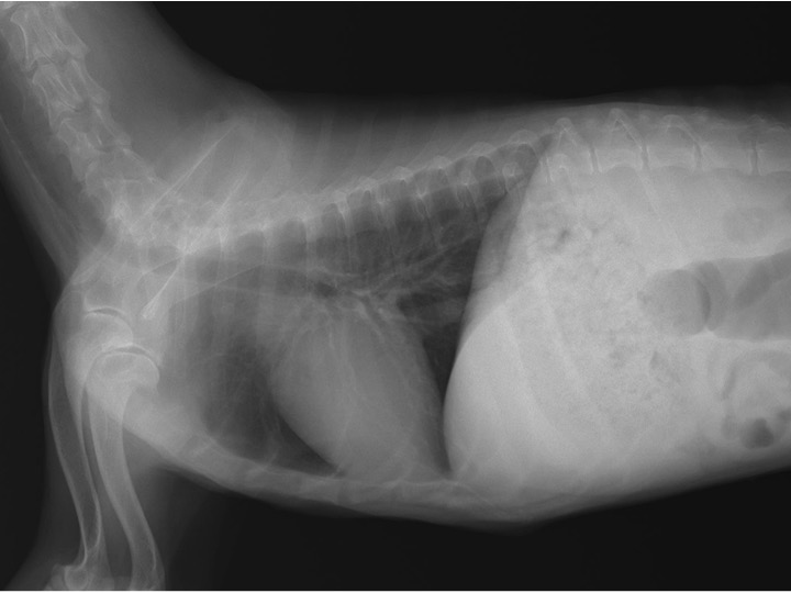 正常な犬の心臓のＸ線写真01