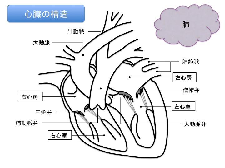 心臓の構造