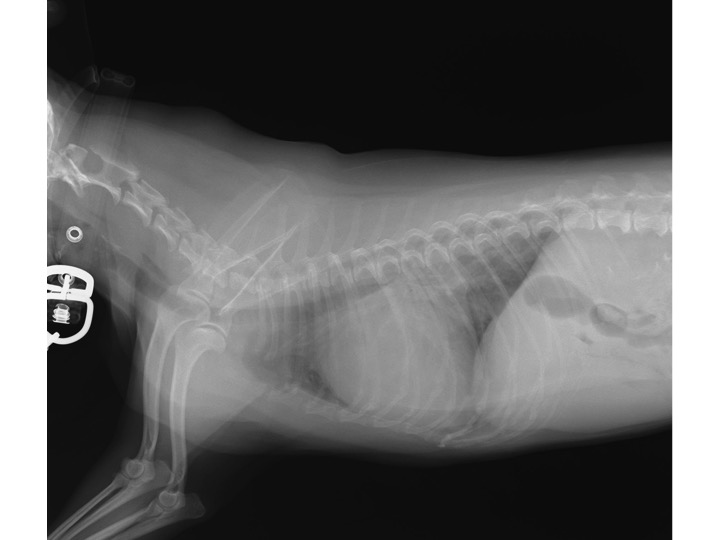 心臓病の犬のX線写真01