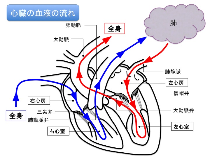 心臓の血液の流れ