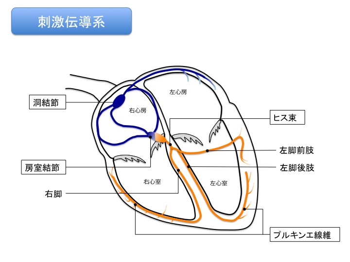 刺激伝導系