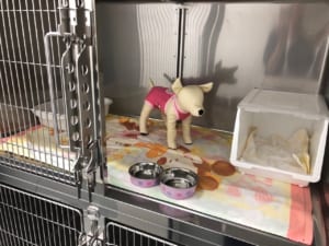 ペットホテル　Mサイズ（猫）