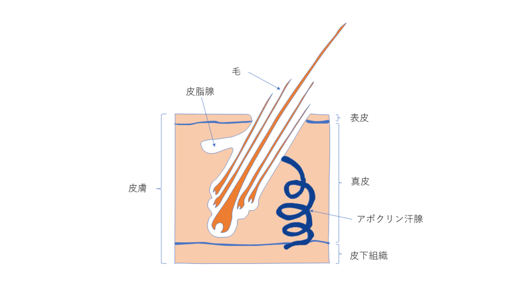皮膚の構造