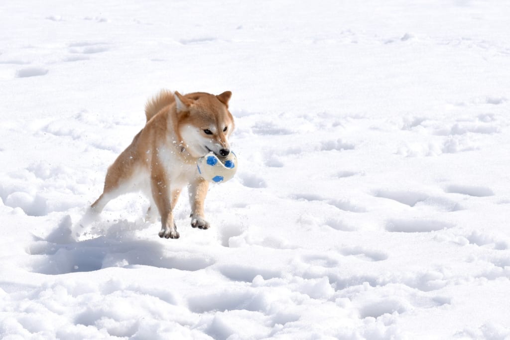 雪を駆け回る犬