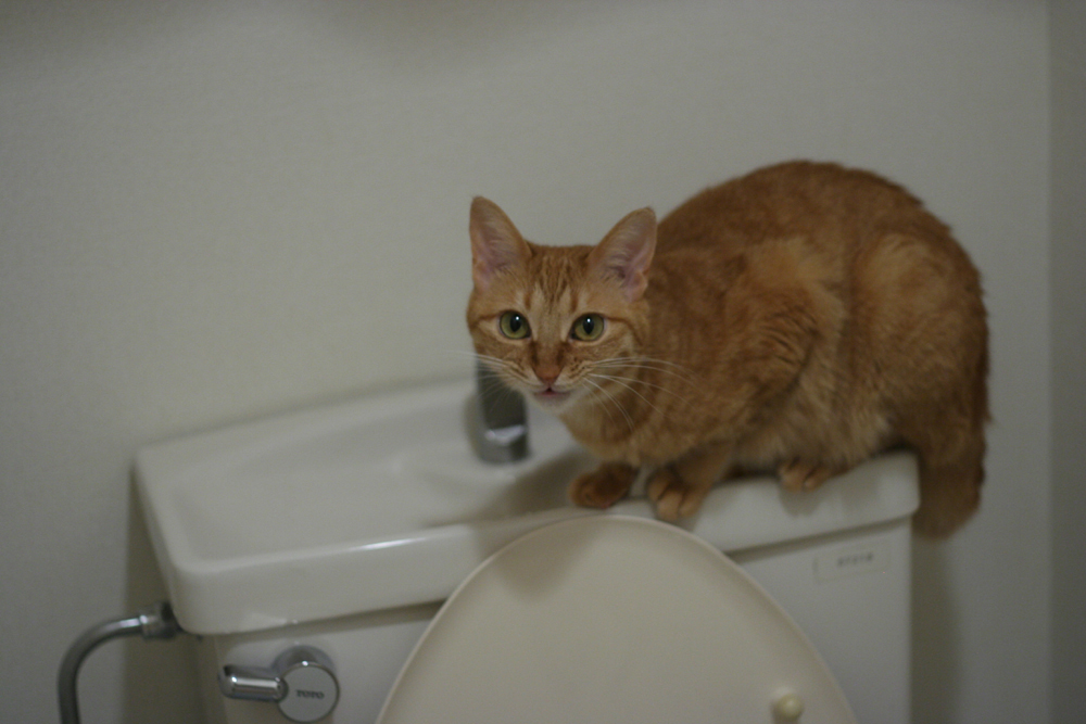 トイレのタンクに乗っている猫
