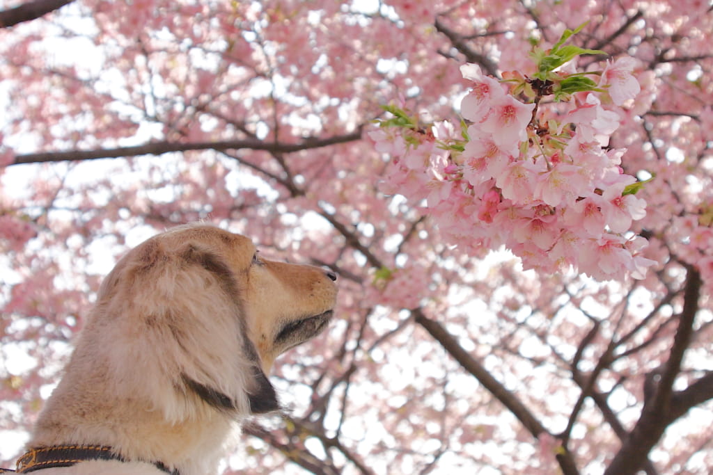 桜と犬