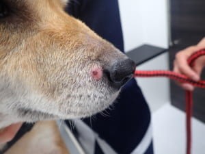 しこりができた犬01