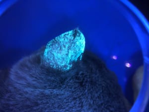 ウッド灯により発色した皮膚
