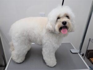 整っている毛並み