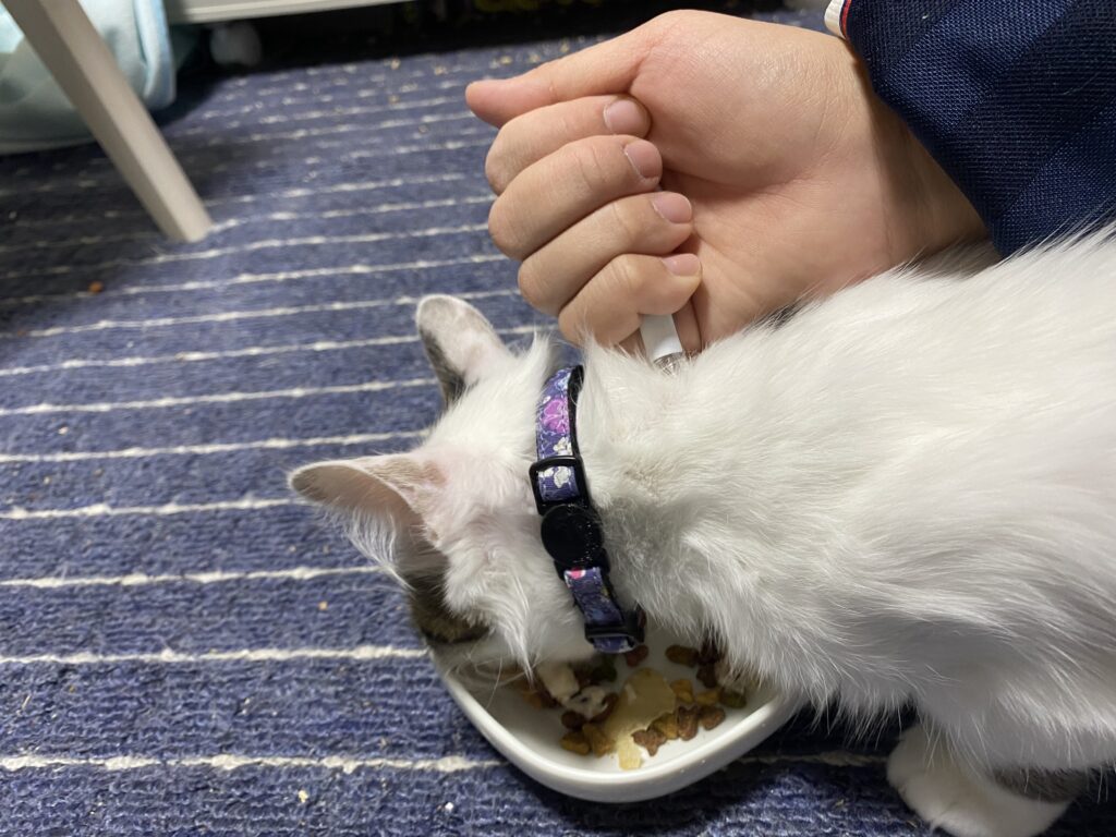 猫にスポットタイプの薬を与えている飼い主