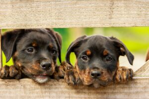2匹の子犬