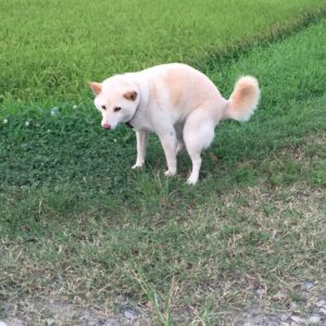 姿勢が悪い犬