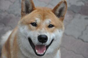 日本犬