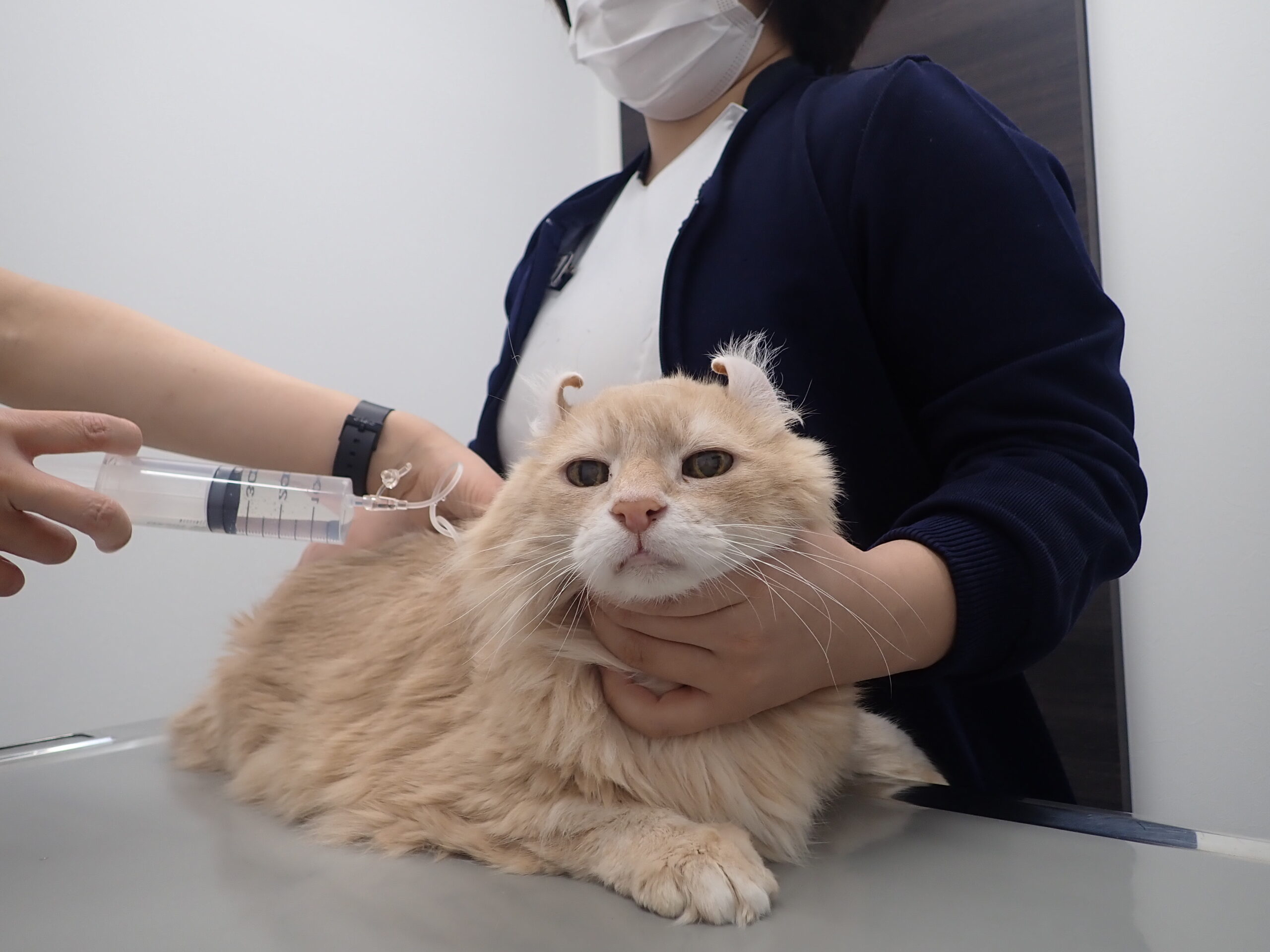 腎臓病の猫