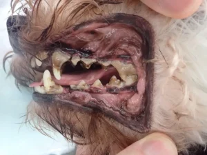 【獣医師が解説】犬の歯周病は放置すると全身に影響します。歯周病のサインや受診の目途とは？