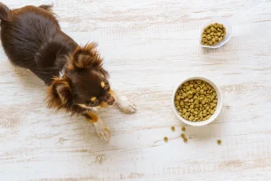 【動物病院が教える】犬のダイエット方法は？肥満による影響と対策を解説します！
