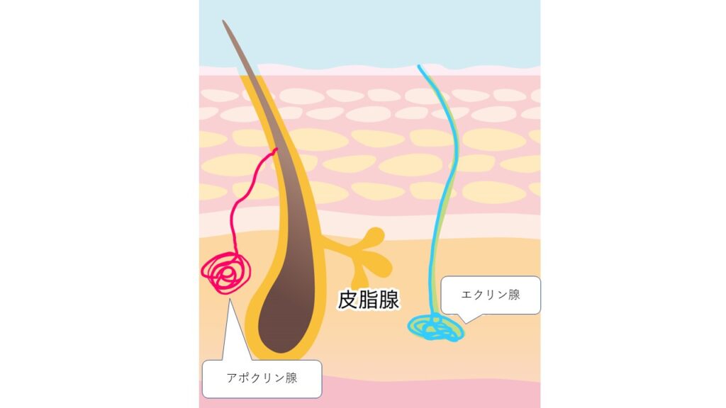 エクリン腺とアポクリン腺