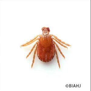 マダニ（吸血前）