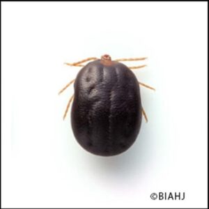 マダニ（吸血後）