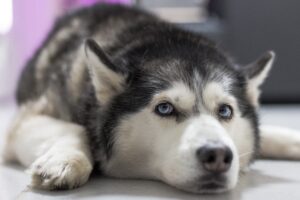 熱中症の犬