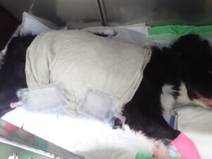 濡れたタオルを体にかけ、風と氷嚢で体を冷やしている犬